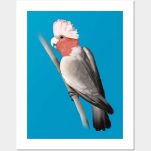 Galah Posters and Art